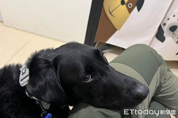 搜救犬長肉球疑似淋巴癌 爸快嚇哭 醫生 尷尬吐2字 淚秒收 Ettoday寵物雲 Ettoday新聞雲