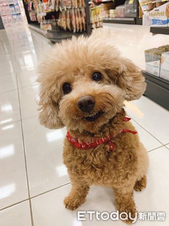 ▲魅力微笑是狗狗們攬客的秘訣（圖／東森寵物雲「台中太平店」提供。）