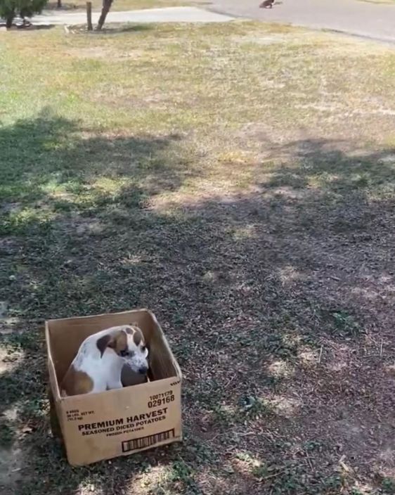 ▲▼狗狗被棄養在紙箱不肯走。（圖／翻攝自THEDODO）