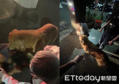 主人喝醉「癱倒路中央」！忠犬全程守護在旁　見警來救興奮搖尾巴