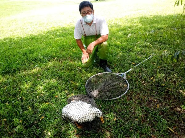 ▲▼遭棄鴨子在公園遊蕩被追　進收容所交到好朋友蓮花池畔共游。（圖／新北市動保處提供）