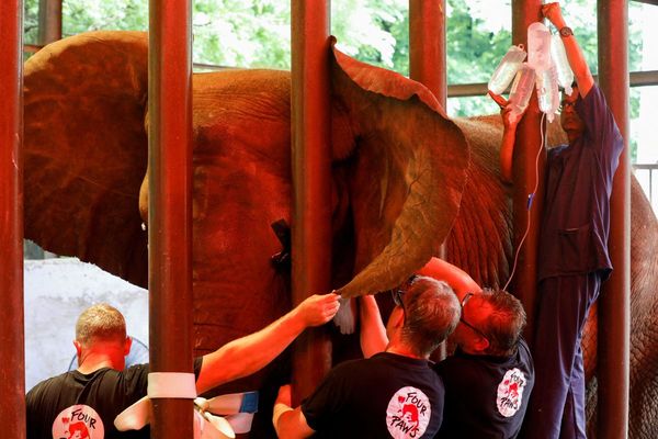 ▲大象瑪杜芭拉接受牙齒手術。（圖／取自路透社）