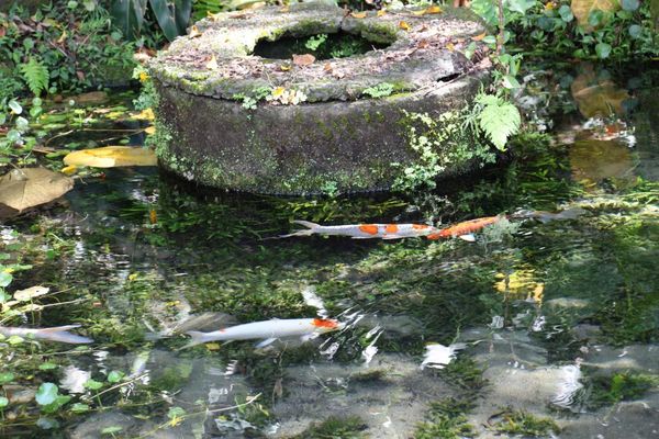 ▲天母天和公園最深處的「番井沸泉」。（圖／公園處提供）