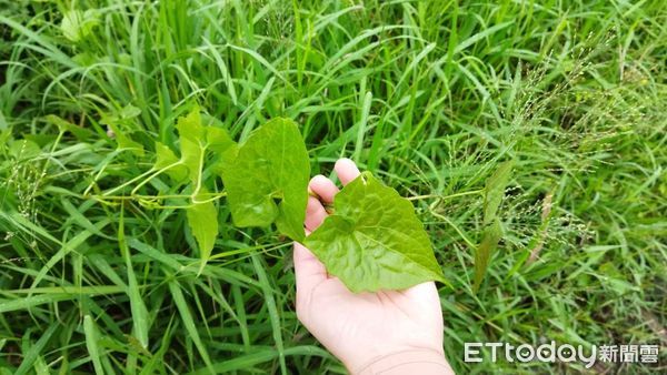 ▲▼小花蔓澤蘭號稱植物界的「綠癌」，藤蔓生長快速，為了爭奪陽光，爬上樹冠遮蔽光線，造成樹木衰弱枯萎。（圖／記者王兆麟翻攝，下同）