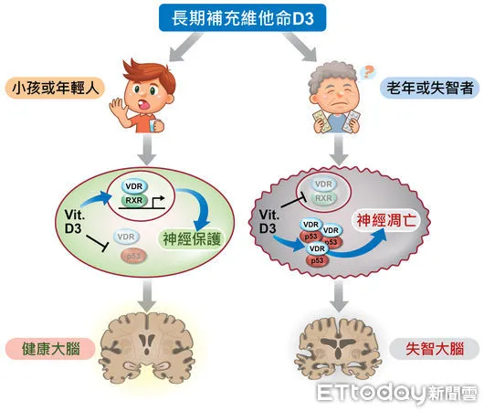 ▲▼國衛院發現老年人長期服用維生素D3恐增加失智症風險。（圖／國衛院提供）