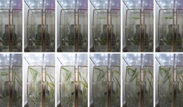 ▲▼陸在太空啟動生命科學實驗　水稻發芽「一個月長了14公分」。（圖／翻攝CCTV）