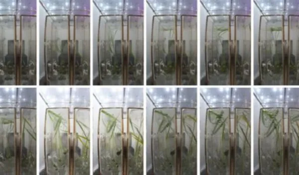▲▼陸在太空啟動生命科學實驗　水稻發芽「一個月長了14公分」。（圖／翻攝CCTV）