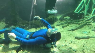 沒鯨豚秀顧客不來！水族館想怪招「叫飼育員躺平吐泡泡」　成功變吸客王牌