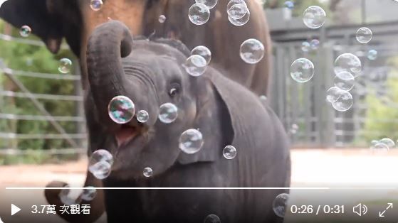 ▲▼象寶寶Brazos首次看到泡泡，玩得超開心。（圖／翻攝自推特／@FortWorthZoo）