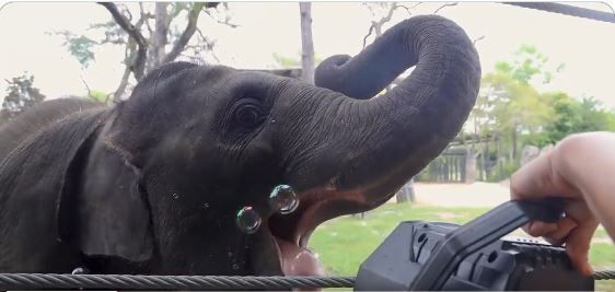 ▲▼象寶寶Brazos首次看到泡泡，玩得超開心。（圖／翻攝自推特／@FortWorthZoo）