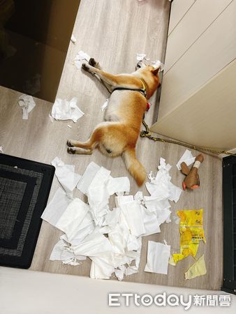 ▲▼怎麼處理？柴犬拆家「衛生紙紛飛」裝沒事爽爽睡　網笑：紅燒燉狗。（圖／飼主Chia Chia授權提供）