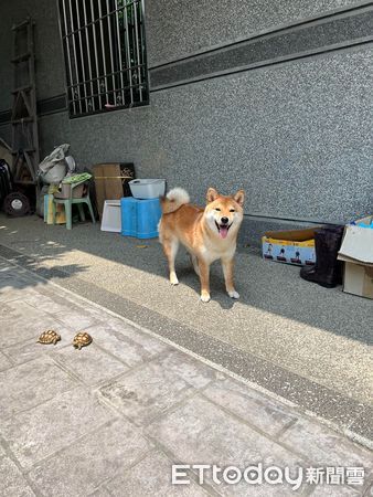 ▲▼嘟嘟（圖／飼主宥臻授權，，請勿隨意翻拍，以免侵權，下同。）