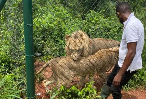 ▲▼迦納入阿克拉動物園（Accra Zoo）的獅子園區。（圖／翻攝自Facebook／Accra Zoo）