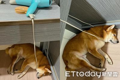 柴犬有床不躺「頭靠垂墜電線」　媽見驚悚睡姿嚇壞守到牠起床