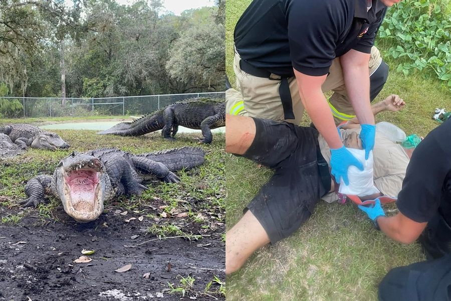 ▲▼ 美國佛州一名野生動物專家被鱷魚撕下半至手。（圖／翻攝自臉書／Florida Gator Gardens）