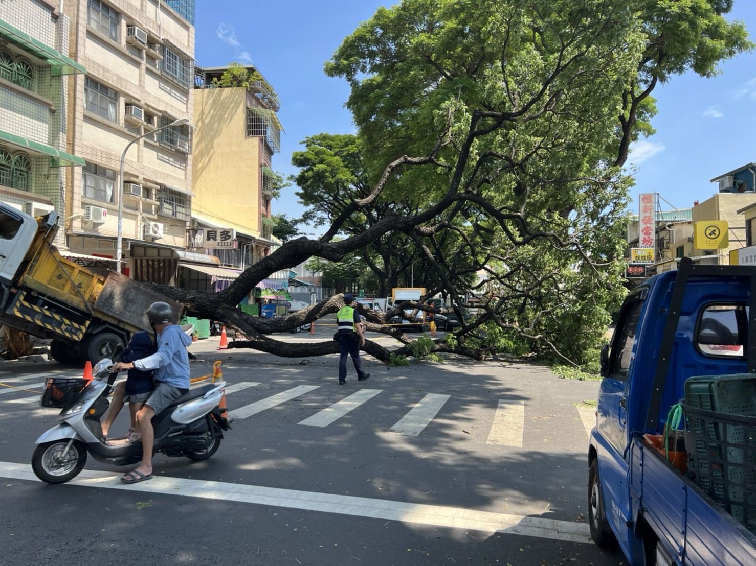 ▲▼高雄4層樓高大樹突倒塌！　大貨車超衰被壓中…車頭往上翹。（圖／讀者提供）