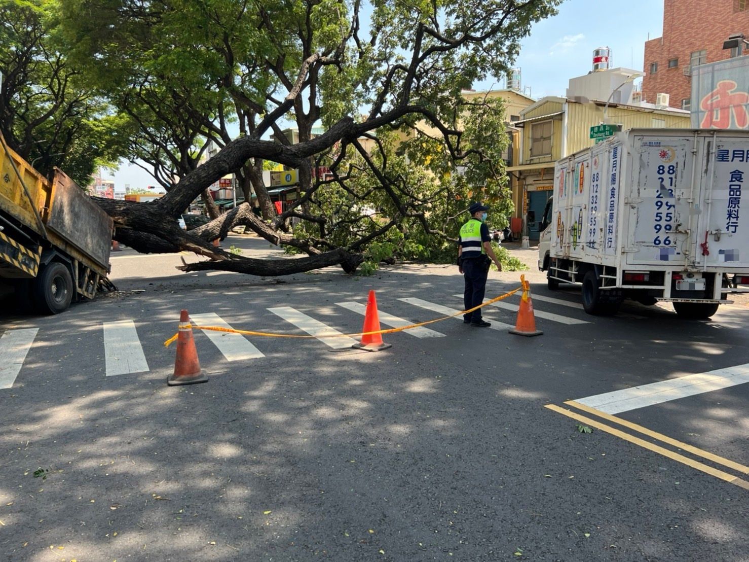 ▲▼高雄4層樓高大樹突倒塌！　大貨車超衰被壓中…車頭往上翹。（圖／讀者提供）