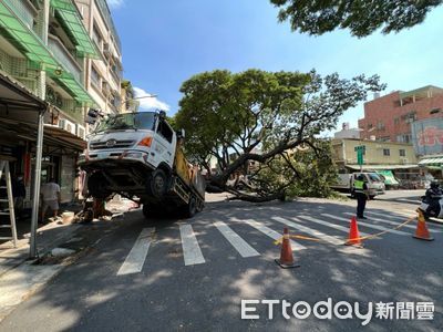 高雄4層樓高大樹突倒塌！大貨車超衰被壓中「車頭翹起」