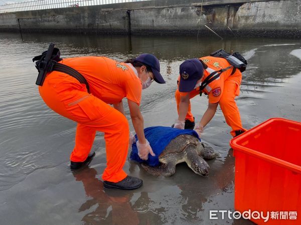 ▲安平商港北堤海灘處發現1隻活體海龜擱淺，經通報海巡等單位積極救援，後續由國立海洋生物博物館派員帶回安置。（圖／記者林悅翻攝，下同）