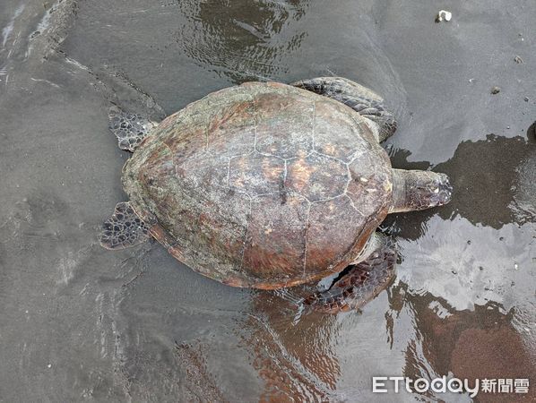 ▲安平商港北堤海灘處發現1隻活體海龜擱淺，經通報海巡等單位積極救援，後續由國立海洋生物博物館派員帶回安置。（圖／記者林悅翻攝，下同）