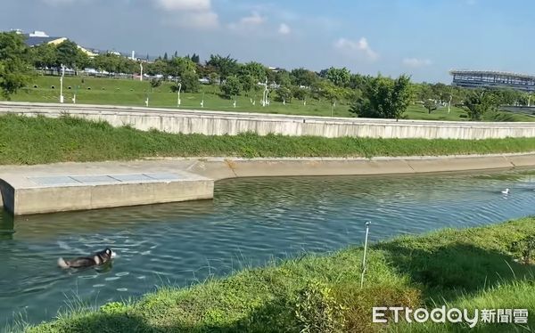 ▲▼哈士奇看到新朋友「跳河當鴨子」　繞公園游整圈爸喊到崩潰。（圖／網友Ben Son授權提供）