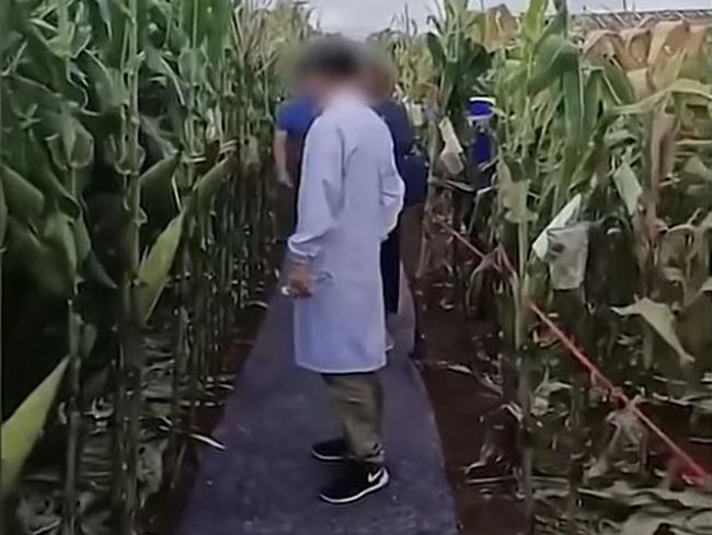 ▲▼專家踩地毯考察玉米地。（圖／翻攝自新京報）