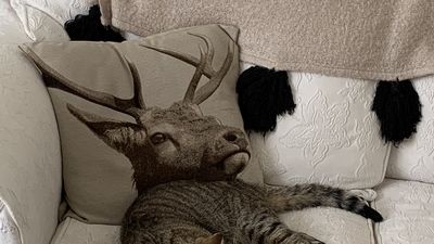主人看沙發「我的貓怎麼長鹿角」　細看被自己蠢翻：太像了啦！