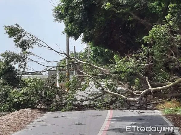 ▲強風襲彰化路樹腰折佔自行車道，公所急派員清路。（圖／記者游瓊華翻攝）