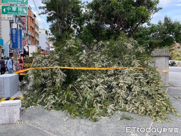 ▲▼彰化1日傳出路樹被強風吹倒，壓毀3輛機車。（圖／彰化消防提供）