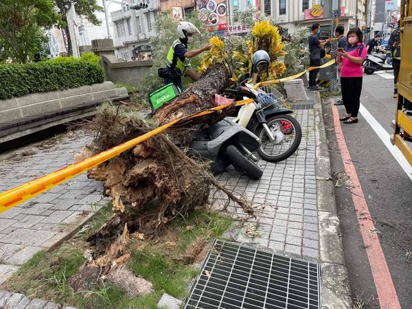 ▲▼彰化路樹倒塌。（圖／民眾提供）