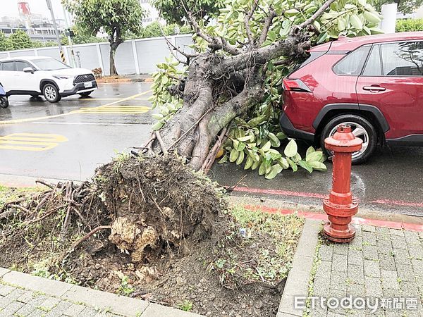 ▲受到軒嵐諾颱風帶來強風豪雨，桃園市龜山區文明路今（2）日上午11時許一棵路樹不勘強風突然倒塌，壓壞正好經過的紅色轎車。（圖／記者沈繼昌翻攝）