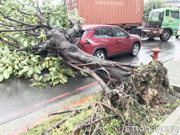 ▲軒嵐諾颱風帶來強風豪雨，桃園市龜山區文明路今（2）日上午11時許一棵路樹遭強風吹襲倒塌，壓壞正好路過紅色轎車。（圖／記者沈繼昌翻攝）