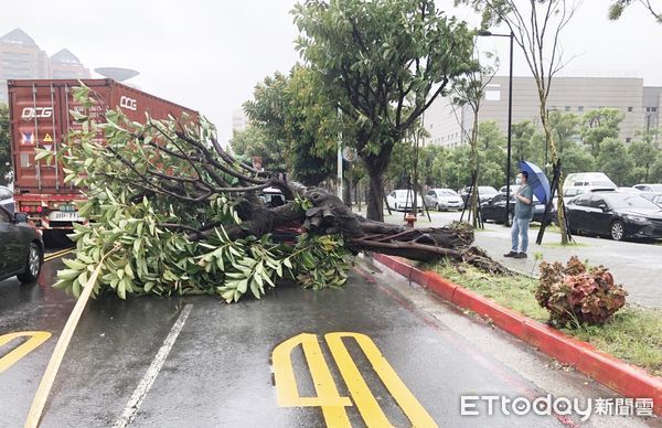 ▲軒嵐諾颱風帶來強風豪雨，桃園市龜山區文明路今（2）日上午11時許一棵路樹遭強風吹襲倒塌，警方拉起封鎖線。（圖／記者沈繼昌翻攝）