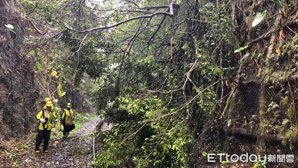 ▲十分=望古間10公尺雜樹群傾倒 台鐵平溪線遭掩埋路線不通。（圖／記者郭世賢翻攝）