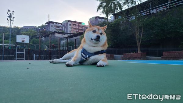 ▲▼散步巧遇一起躲雨　公園阿伯「怕牠感冒」幫柴柴撐傘暖暈飼主。（圖／網友林宏吉授權提供）