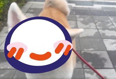 颱風天散步秋田涼到定格！　牠爽到「忘記便便」就回家媽無言