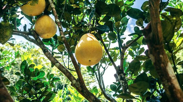 ▲▼中秋將至！營養師：「3類人」要少吃柚子             。（圖／Unsplash、Pixabay）