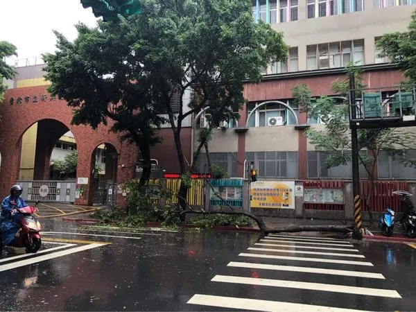 ▲▼北市中山區林森北路上的新興國中門口前的路樹倒塌。（圖／民眾提供）