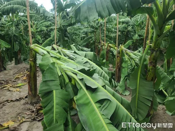 ▲強風吹倒香蕉樹。（圖／記者楊漢聲翻攝）