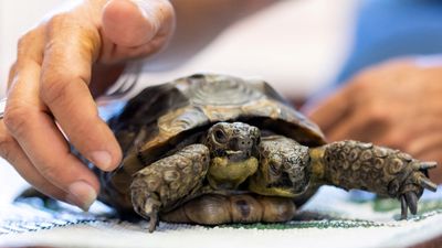 瑞士雙頭陸龜「2頭個性不同」　野外難存活！博物館照顧喜迎25歲生日