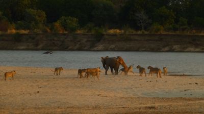 非洲小象「被14隻母獅圍剿」　利用1環境優勢成功掙脫：別小看我