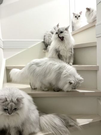 ▲▼樓梯間的貓咪。（圖／Twitter@12chinchillas）