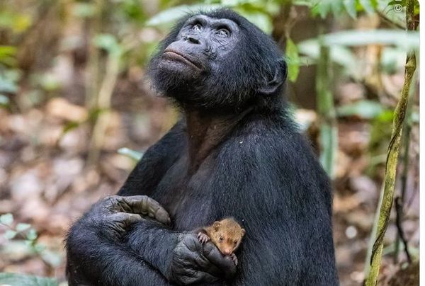 ▲黑猩猩「母愛噴發」緊擁小貓鼬，專家曝內幕。（圖／翻攝自推特「@livingingroups」）