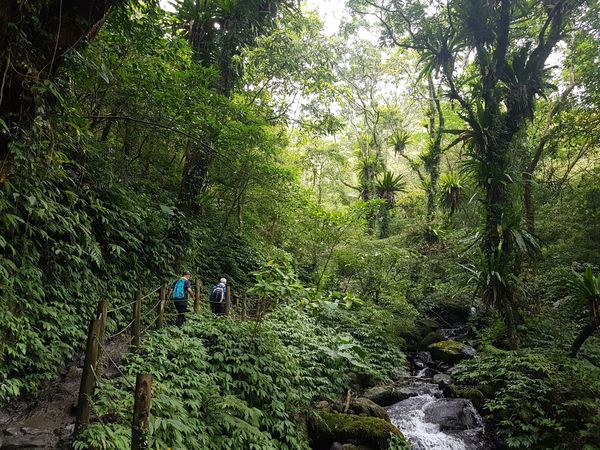 ▲▼包括聖母登山步道等11條社區型自然步道，9/6恢復開放。（圖／羅東林管處提供，下同）