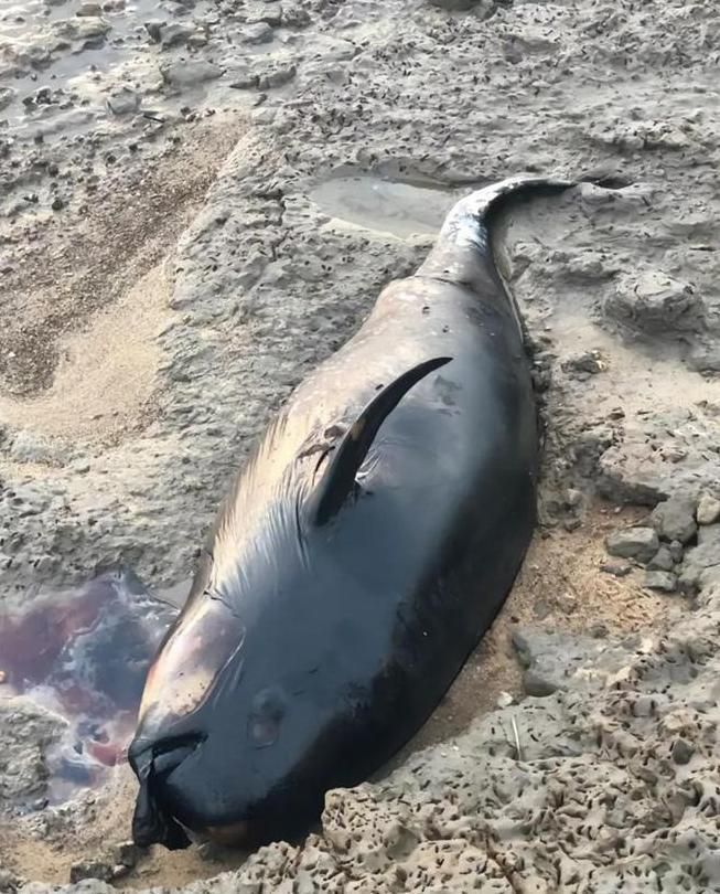 ▲大陸民眾發現國寶江豚擱淺死亡在鄱陽湖湖灘。（圖／翻攝極目新聞）