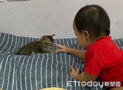 她懷孕家人要求「送走貓」 老公霸氣護航網友讚:嫁對人了!