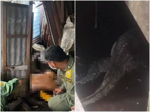 ▲▼泰國一名男子在租屋處死亡後沒人發現，遺體被好幾頭澤巨蜥包圍啃食。（圖／翻攝自YouTube／CH7HD News）