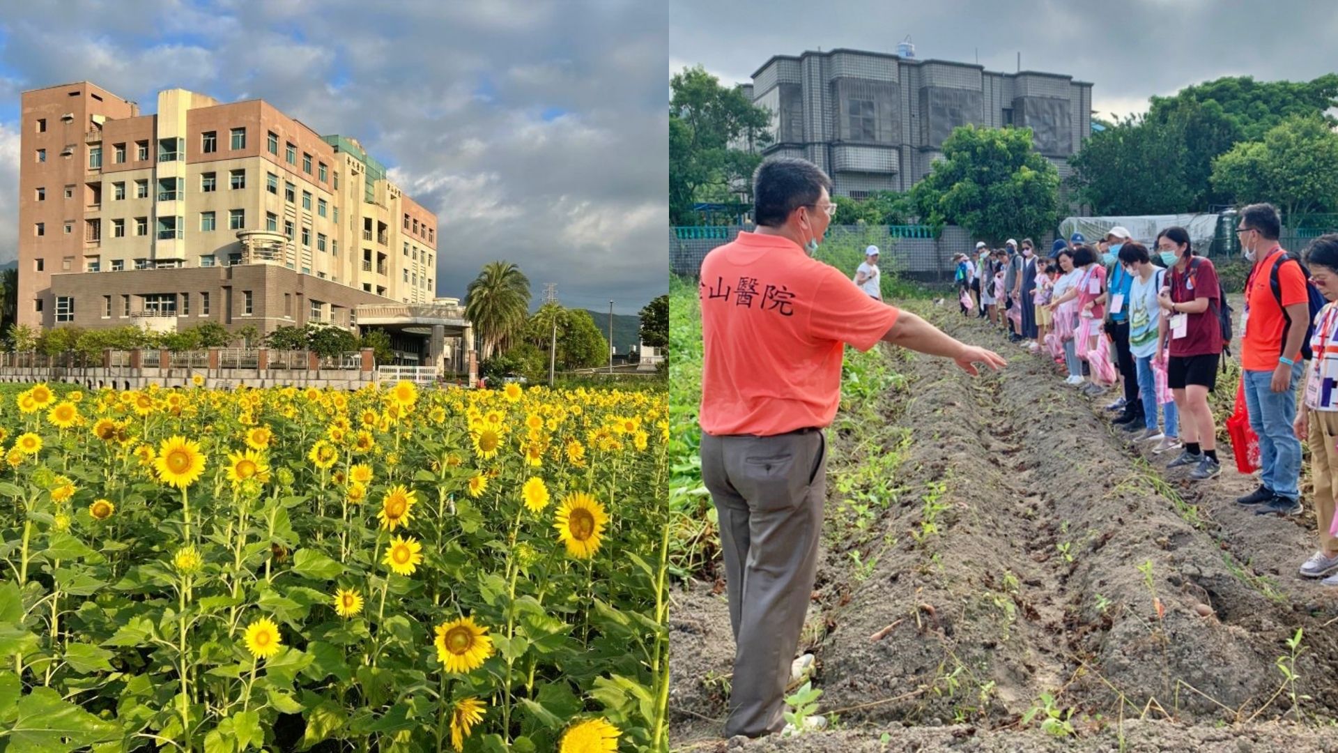 ▲療癒花園揭幕！台大金山分院「甘藷園」 同仁體驗挖地瓜樂趣。（圖／台大醫院金山分院提供）