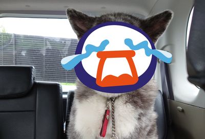 秋田犬開心搭車兜風! 轉頭見窗外「熟悉景色」嚇壞臉秒垮:慘了