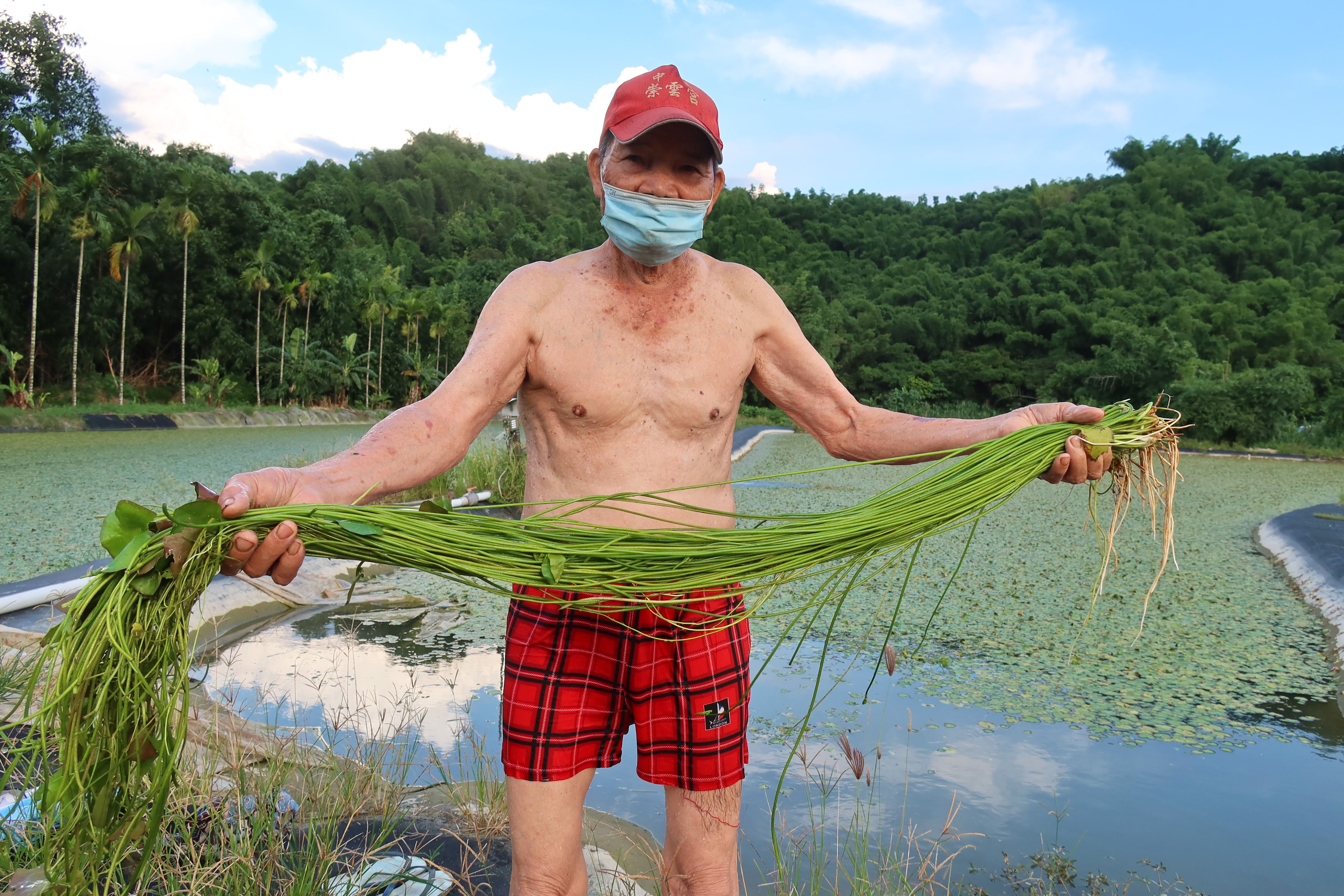 就很賤咩 田裡找到絕跡野菜苗81歲客家阿公成野蓮之父 Ettoday生活新聞 Ettoday新聞雲
